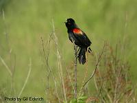 Red-winged Blackbird May 07 Field Trip 055 